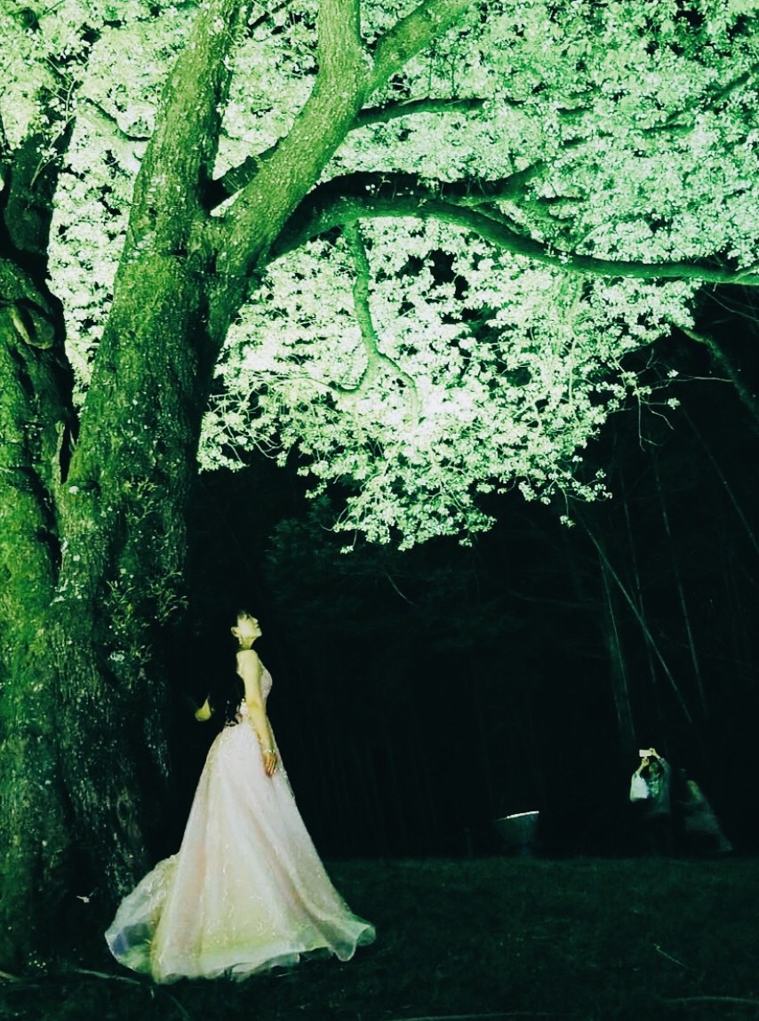 平田まり ギャラリー画像3: 夜桜とドレス